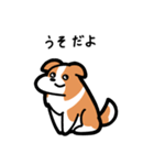 いつでも使えるボーダーコリー（赤白）（個別スタンプ：12）