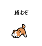 いつでも使えるボーダーコリー（赤白）（個別スタンプ：16）