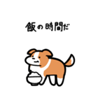 いつでも使えるボーダーコリー（赤白）（個別スタンプ：21）