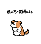 いつでも使えるボーダーコリー（赤白）（個別スタンプ：28）