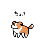 いつでも使えるボーダーコリー（赤白）（個別スタンプ：33）