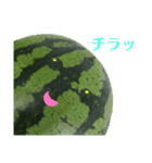 夏に使いやすいスイカスタンプ（個別スタンプ：4）