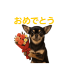 リアルチワワ/チョコタン(日常)（個別スタンプ：1）