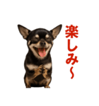 リアルチワワ/チョコタン(日常)（個別スタンプ：4）
