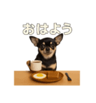 リアルチワワ/チョコタン(日常)（個別スタンプ：8）