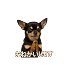 リアルチワワ/チョコタン(日常)（個別スタンプ：14）