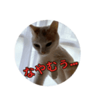HARORIスタンプ②（個別スタンプ：4）