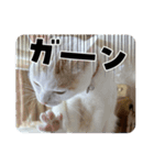 HARORIスタンプ②（個別スタンプ：11）