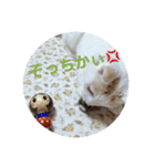 HARORIスタンプ②（個別スタンプ：25）