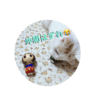 HARORIスタンプ②（個別スタンプ：27）