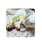 HARORIスタンプ②（個別スタンプ：28）