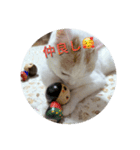 HARORIスタンプ②（個別スタンプ：29）