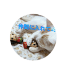 HARORIスタンプ②（個別スタンプ：32）