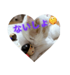 HARORIスタンプ②（個別スタンプ：33）