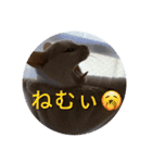 HARORIスタンプ②（個別スタンプ：36）