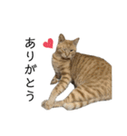 我が家のニャンズ(='ω'=)（個別スタンプ：1）