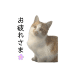 我が家のニャンズ(='ω'=)（個別スタンプ：3）