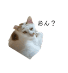 我が家のニャンズ(='ω'=)（個別スタンプ：5）
