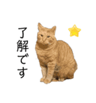 我が家のニャンズ(='ω'=)（個別スタンプ：6）
