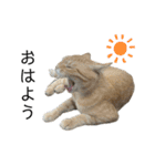 我が家のニャンズ(='ω'=)（個別スタンプ：8）