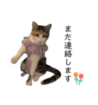 我が家のニャンズ(='ω'=)（個別スタンプ：10）