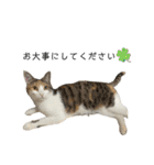 我が家のニャンズ(='ω'=)（個別スタンプ：11）