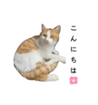 我が家のニャンズ(='ω'=)（個別スタンプ：15）