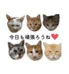 我が家のニャンズ(='ω'=)（個別スタンプ：17）