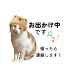 我が家のニャンズ(='ω'=)（個別スタンプ：20）