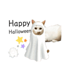 我が家のニャンズ(='ω'=)（個別スタンプ：21）