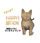 我が家のニャンズ(='ω'=)（個別スタンプ：24）