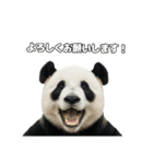 えあこんぱんだ（個別スタンプ：1）