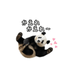 えあこんぱんだ（個別スタンプ：4）
