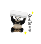 えあこんぱんだ（個別スタンプ：11）