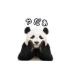 えあこんぱんだ（個別スタンプ：12）