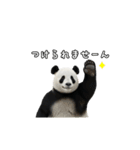 えあこんぱんだ（個別スタンプ：13）