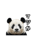えあこんぱんだ（個別スタンプ：18）