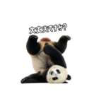 えあこんぱんだ（個別スタンプ：19）