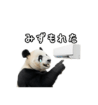 えあこんぱんだ（個別スタンプ：21）
