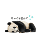 えあこんぱんだ（個別スタンプ：29）
