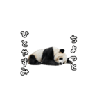 えあこんぱんだ（個別スタンプ：35）