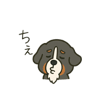 まろわんバーニーズマウンテンドッグ改（個別スタンプ：3）