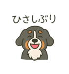 まろわんバーニーズマウンテンドッグ改（個別スタンプ：6）