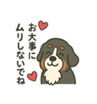 まろわんバーニーズマウンテンドッグ改（個別スタンプ：8）
