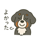 まろわんバーニーズマウンテンドッグ改（個別スタンプ：16）