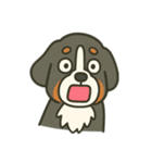 まろわんバーニーズマウンテンドッグ改（個別スタンプ：17）