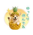 癒しコーギーの「夏」の毎日（個別スタンプ：23）