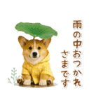 癒しコーギーの「夏」の毎日（個別スタンプ：26）