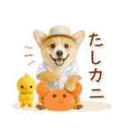 癒しコーギーの「夏」の毎日（個別スタンプ：32）