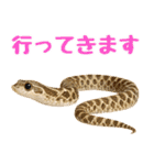シシバナヘビの日常スタンプ（個別スタンプ：3）